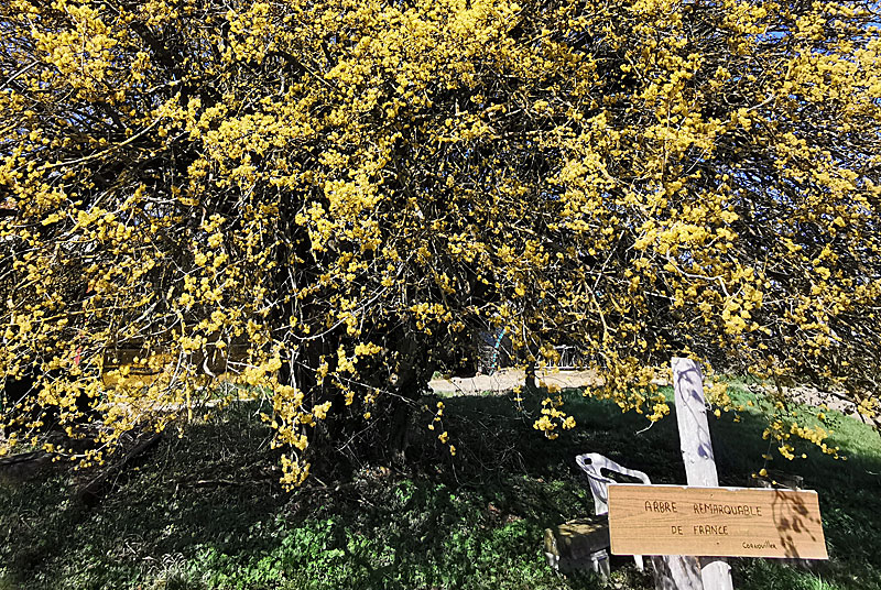 LE CORNOUILLER MALE DE LA FERME D'ANGOULEVANT, Peigney