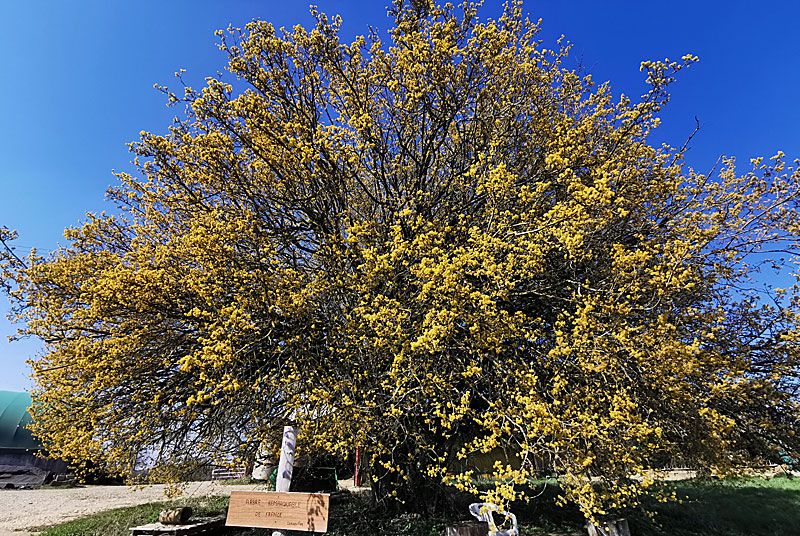LE CORNOUILLER MALE DE LA FERME D'ANGOULEVANT, Peigney - photo 2