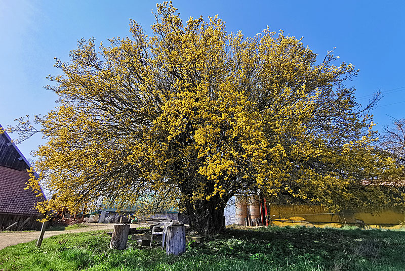 LE CORNOUILLER MALE DE LA FERME D'ANGOULEVANT, Peigney - photo 4