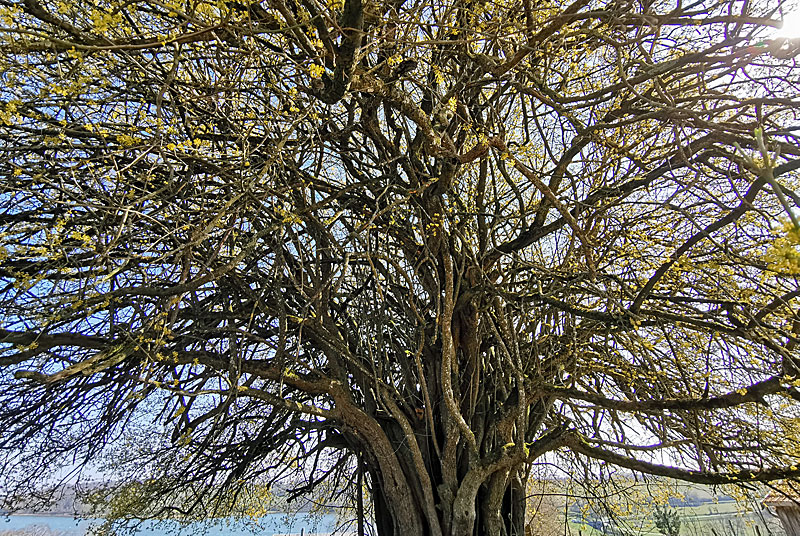 LE CORNOUILLER MALE DE LA FERME D'ANGOULEVANT, Peigney - photo 3