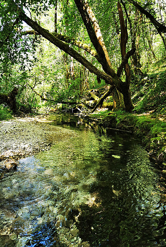 LE CUL DU CERF, Orquevaux