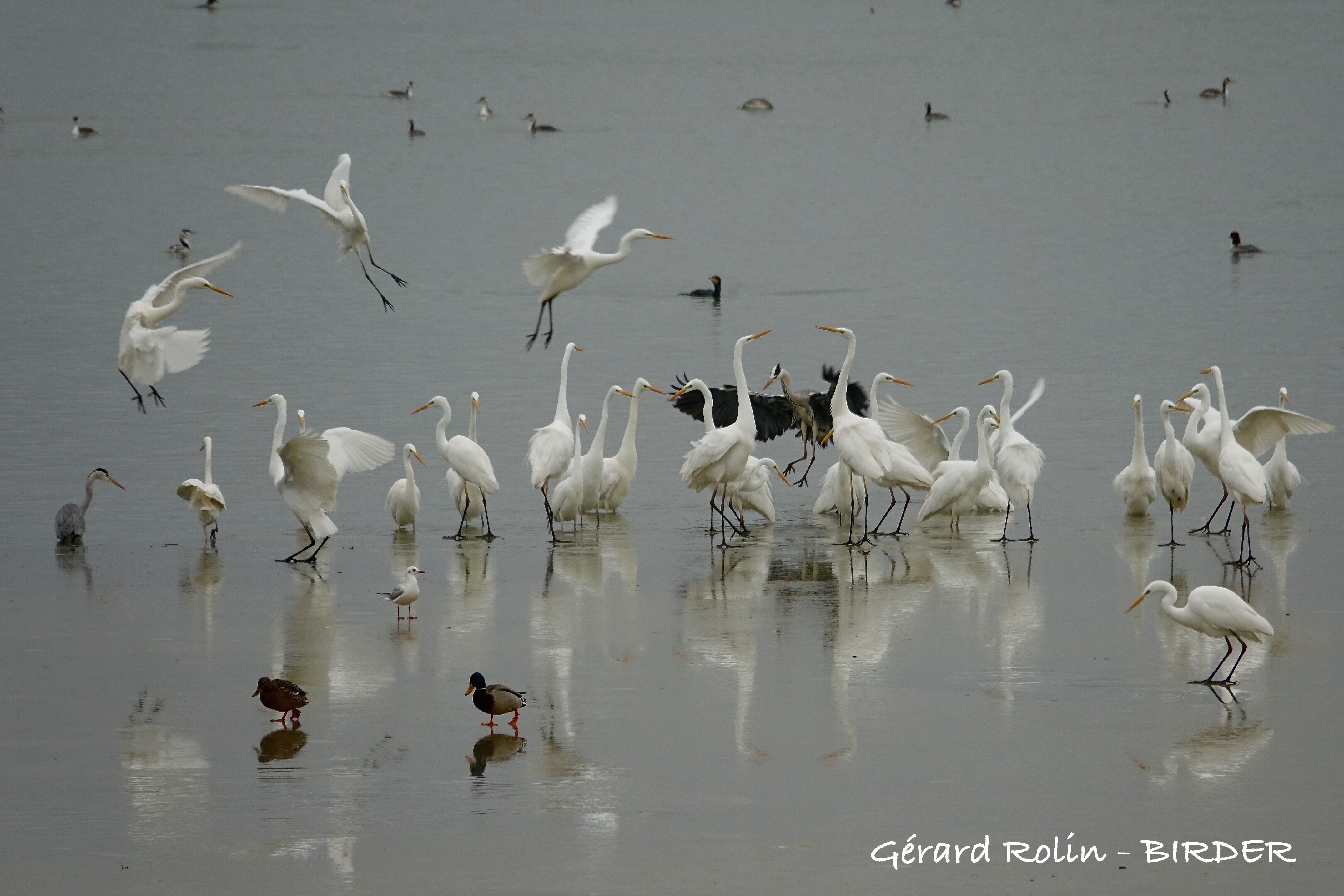BIRDER, Guide Ornithologue - photo 4