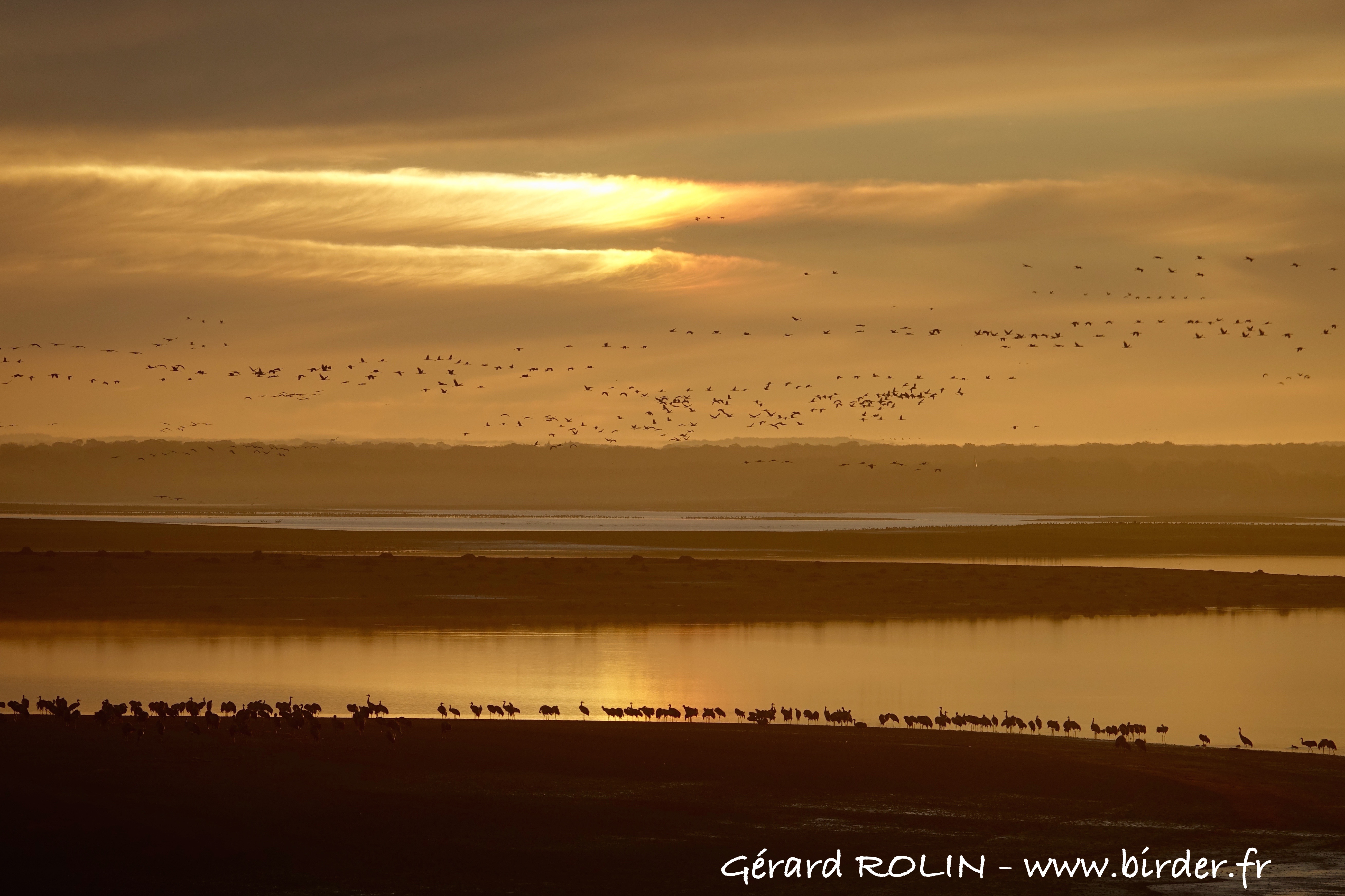 BIRDER, Guide Ornithologue - photo 3