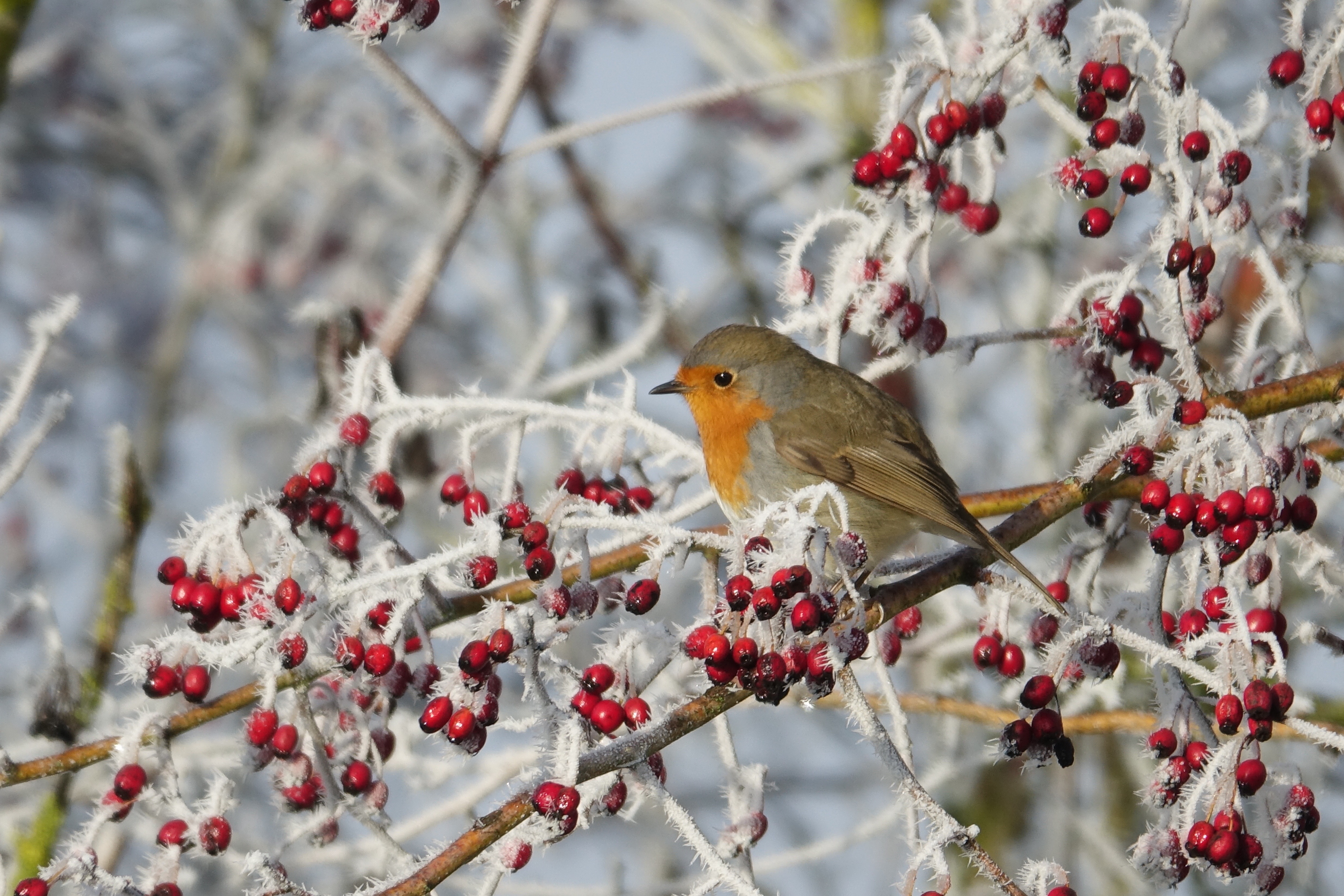BIRDER, Guide Ornithologue
