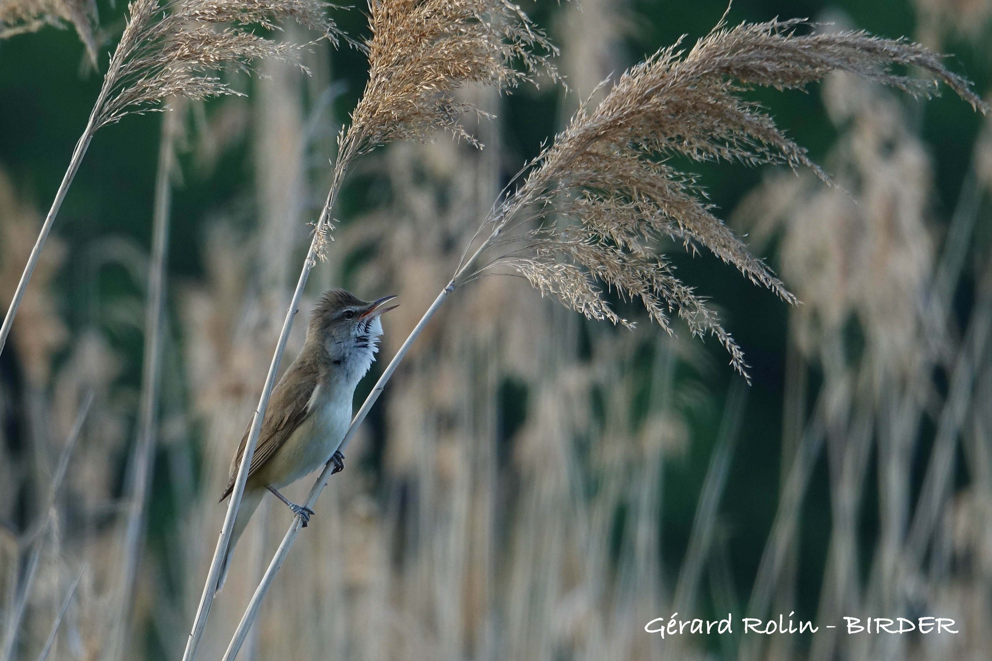 BIRDER, Guide Ornithologue - photo 2