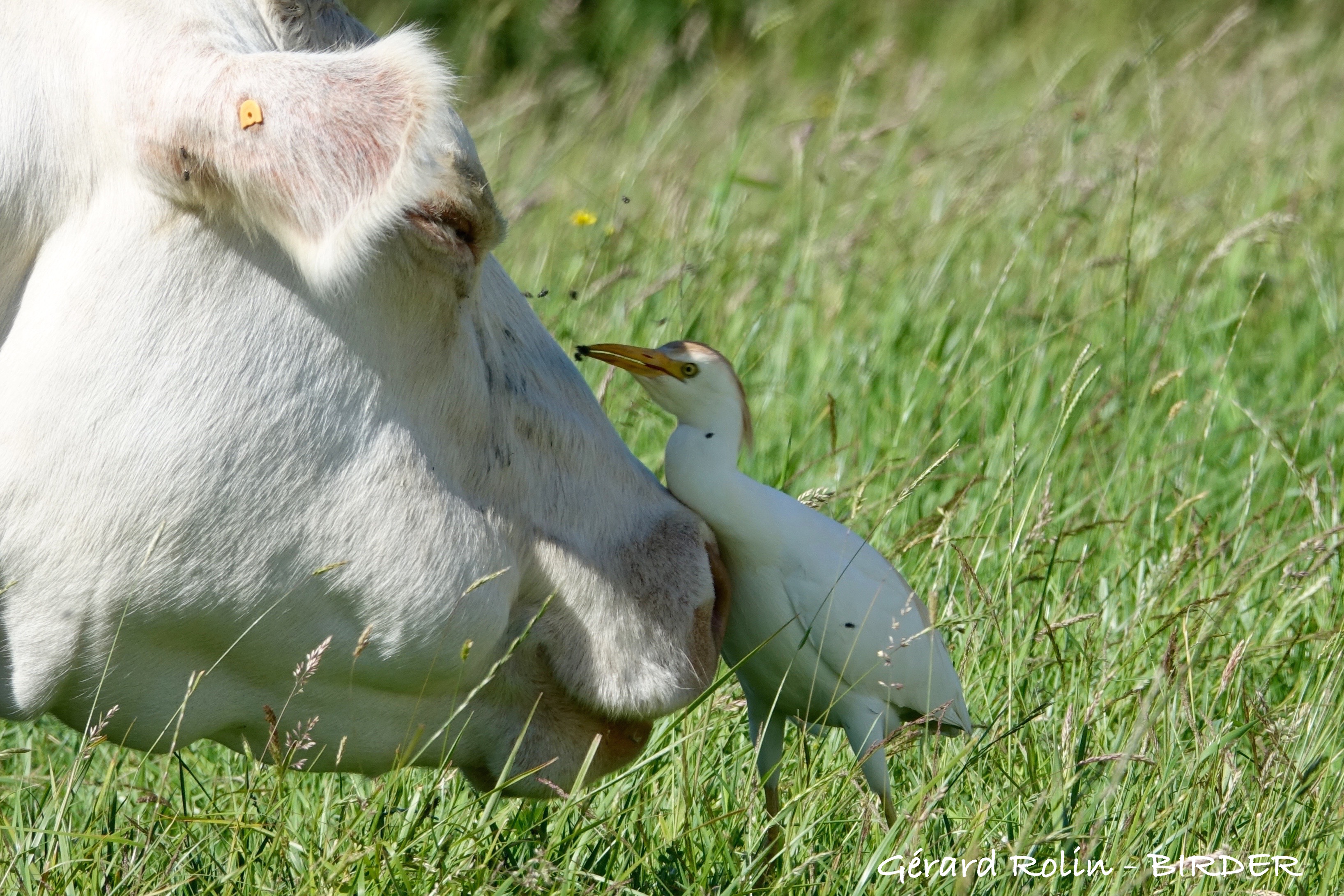 BIRDER, Guide Ornithologue - photo 5