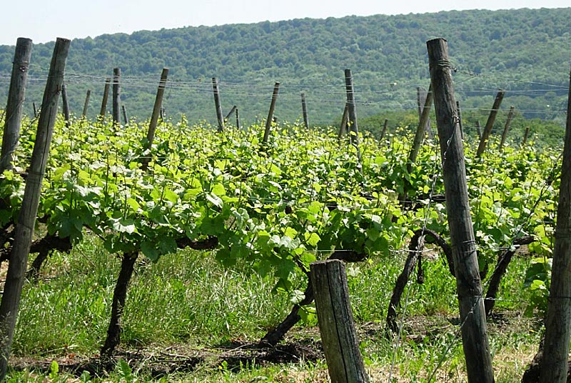 Domaine Florence Pelletier