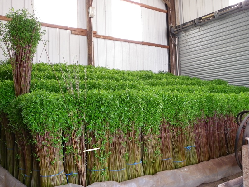 LYCEE DU PAYSAGE ET DE L'HORTICULTURE, VENTE D'OSIER