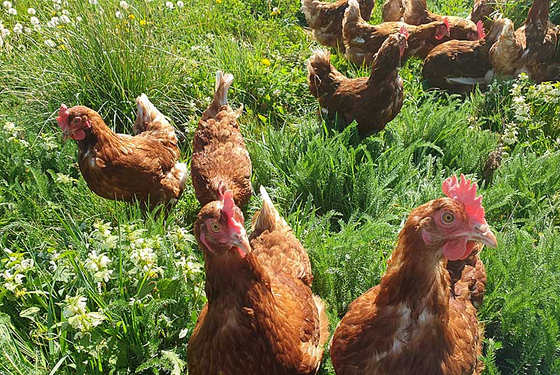 Ferme de Suxy