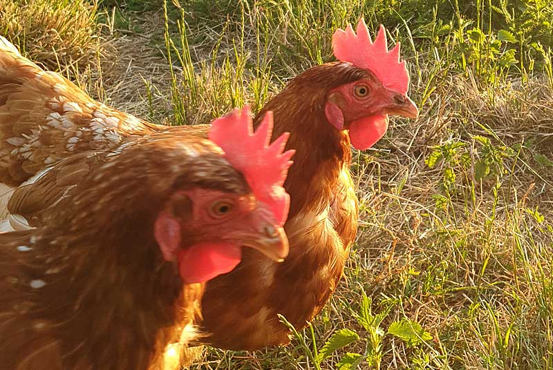 Ferme de Suxy — photo 3