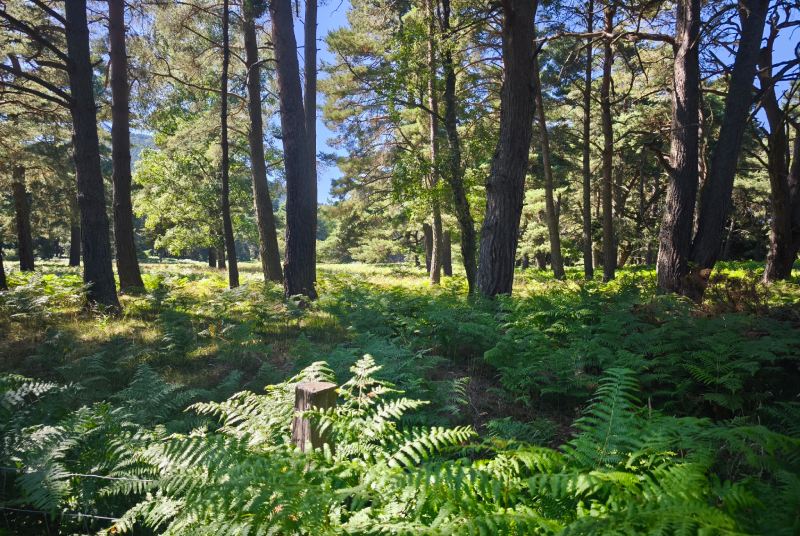 Bois de Montanson et Lisières