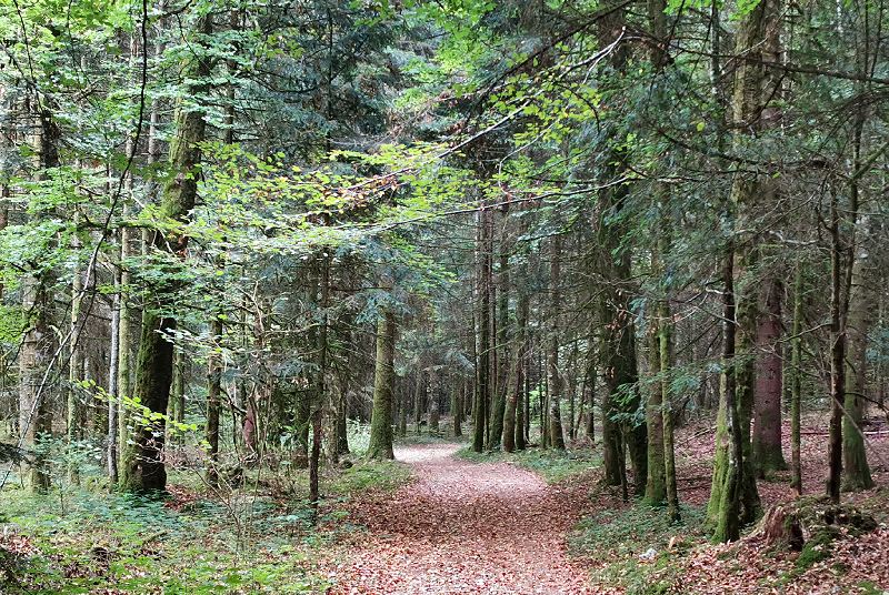 Vallon boisé d'Erelles