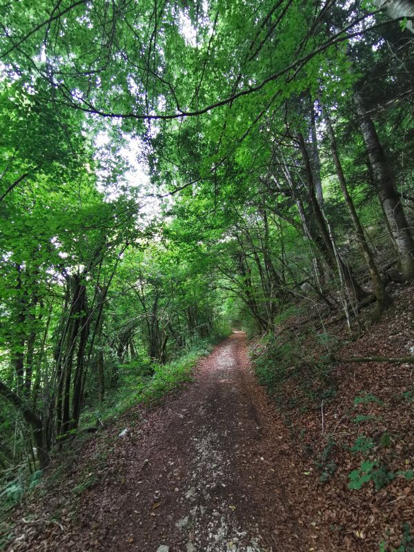 Bois communaux et de Plémont