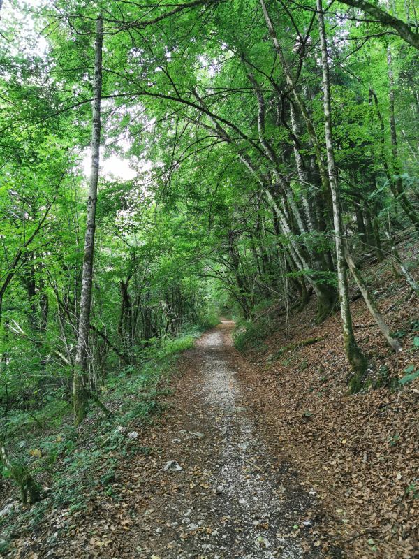 Bois de la Roche
