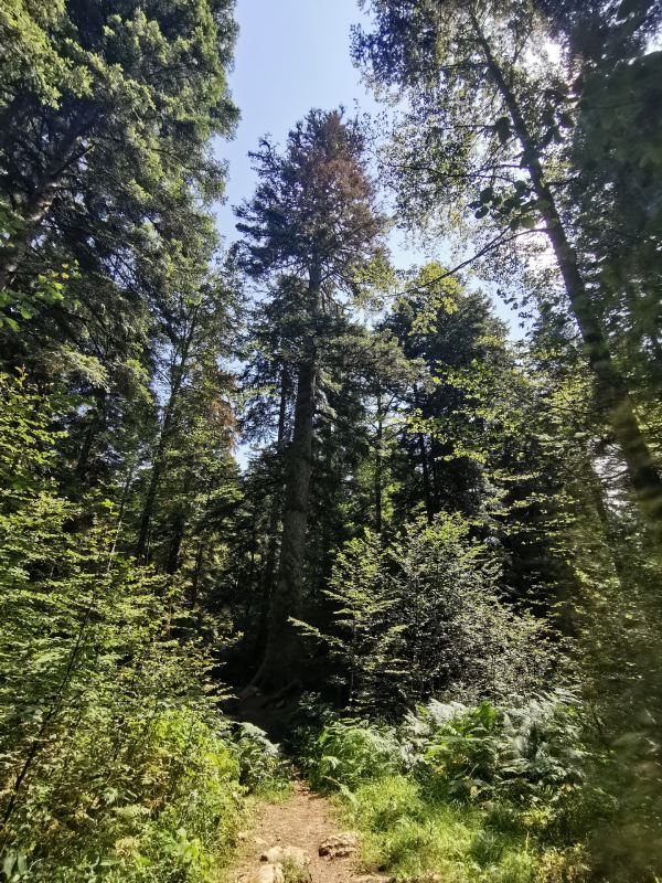 Bois de la Côte