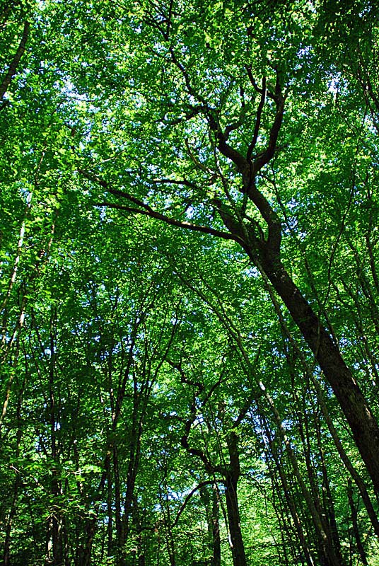 Forêt domaniale d'Auberive, Auberive - photo 6