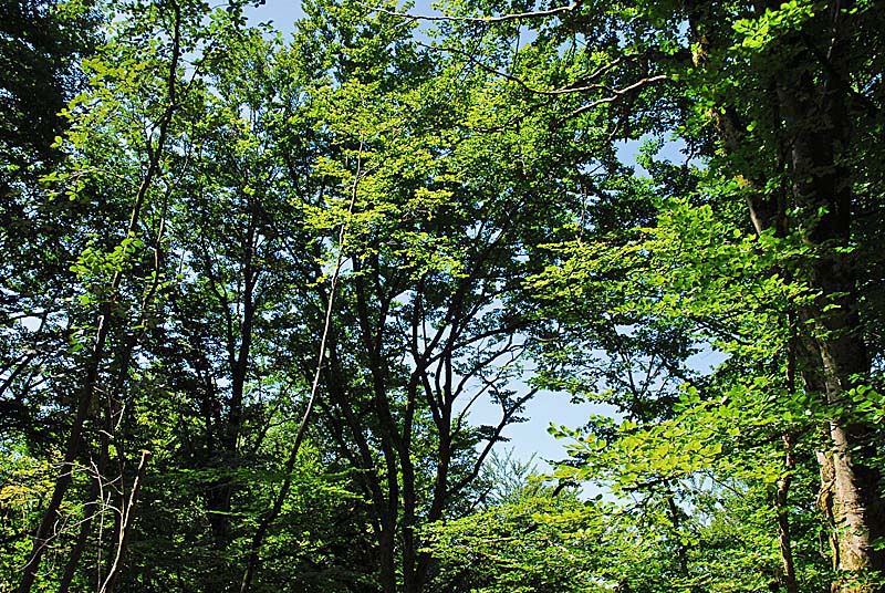 Forêt domaniale d'Auberive, Auberive - photo 7