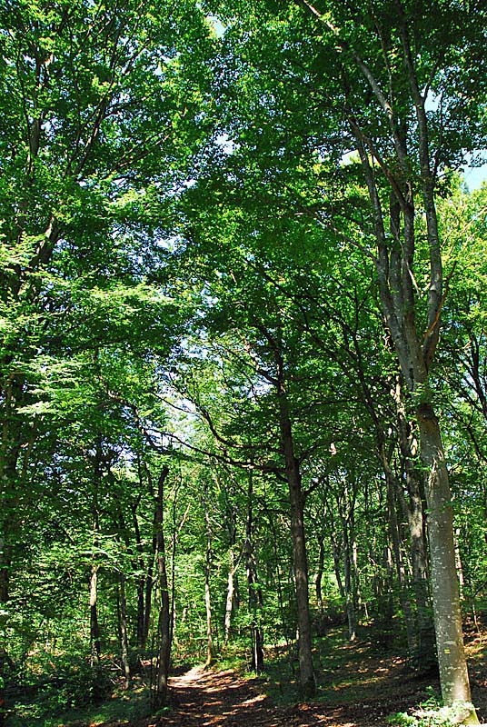 FORÊT DOMANIALE D'AUBERIVE