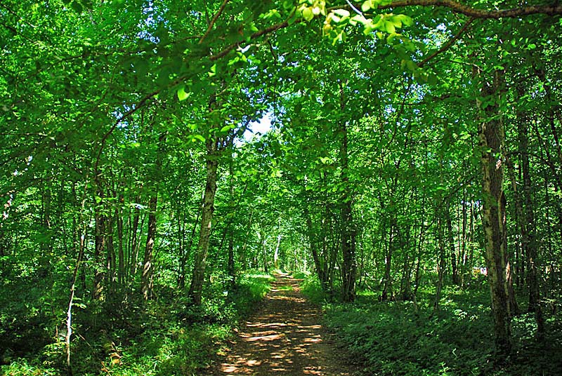 Forêt domaniale d'Auberive, Auberive - photo 4