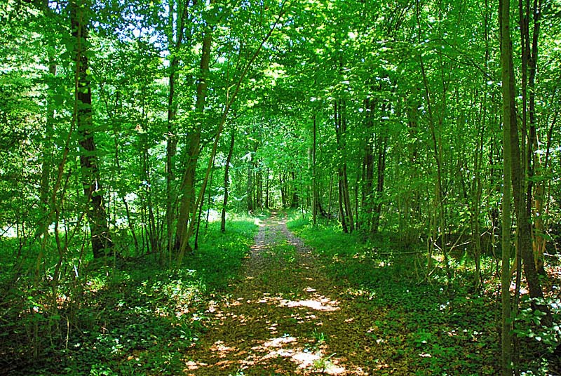 Forêt domaniale d'Auberive, Auberive - photo 9