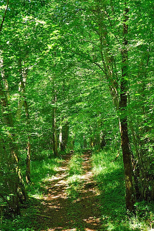 Forêt domaniale d'Auberive, Auberive - photo 2