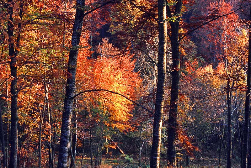 Forêt domaniale d'Auberive, Auberive - photo 10