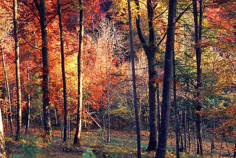 Forêt domaniale d'Auberive, Auberive - photo 8