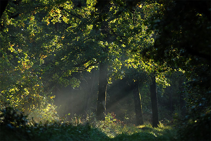 OFFICE NATIONAL DES FORETS