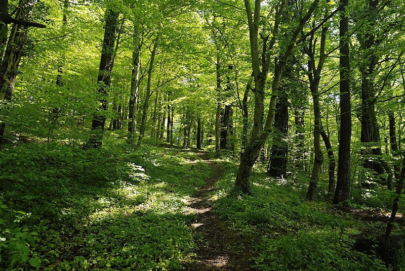 Bois à l'est de Violot
