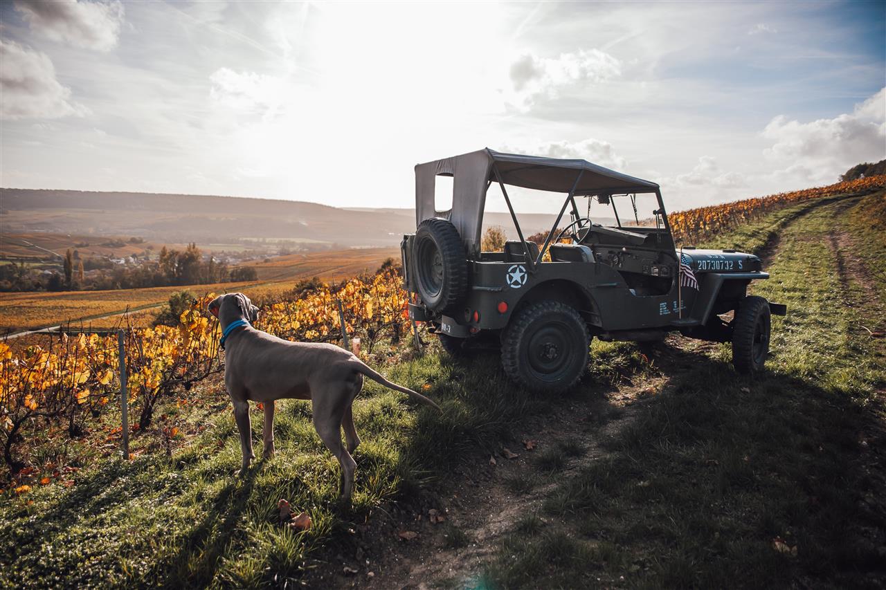 Champagne Ludovic David