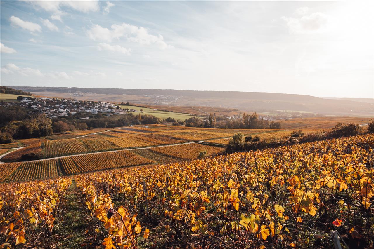 Champagne Ludovic David