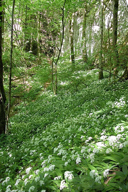 GORGES DE LA VINGEANNE, Aprey - photo 11