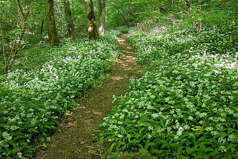 GORGES DE LA VINGEANNE, Aprey - photo 10