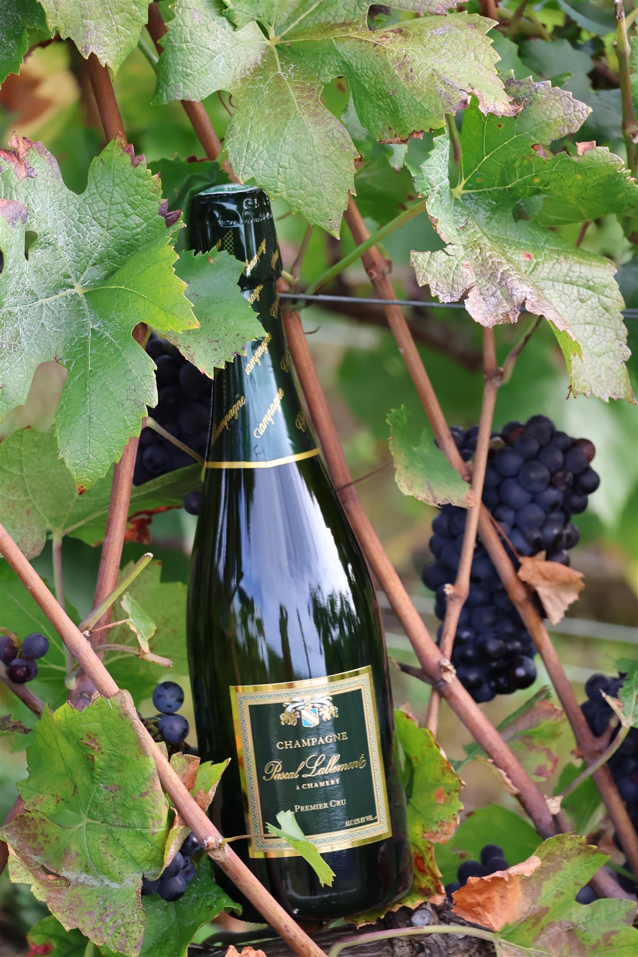 Champagne Pascal Lallement - Brut Tradition Premier Cru