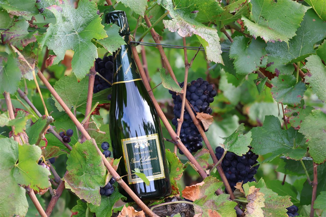 Champagne Pascal Lallement - Brut Tradition Premier Cru