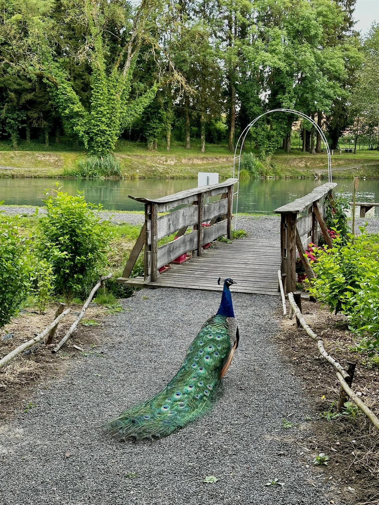 Le domaine et son étang à la pêche