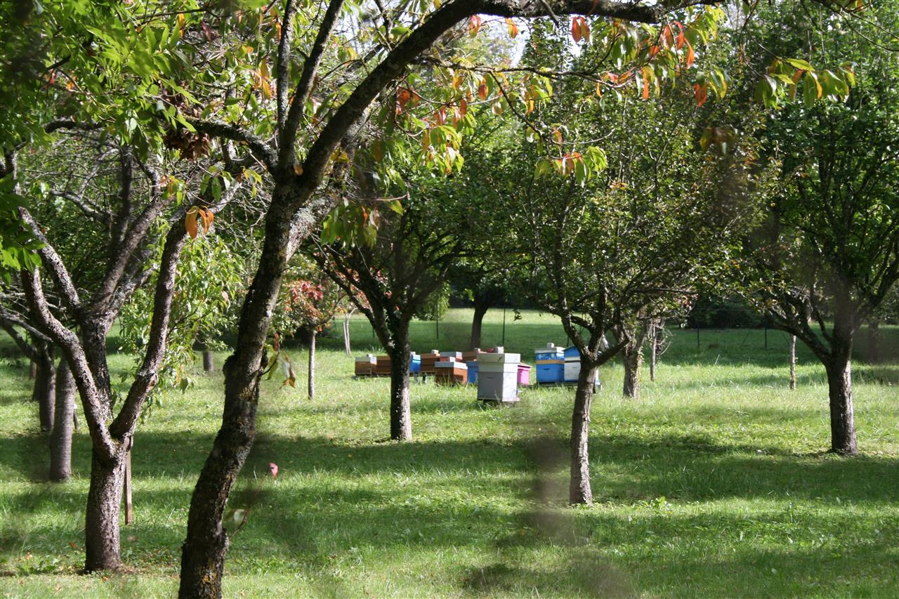 ruches du verger conservatoire - Dormans