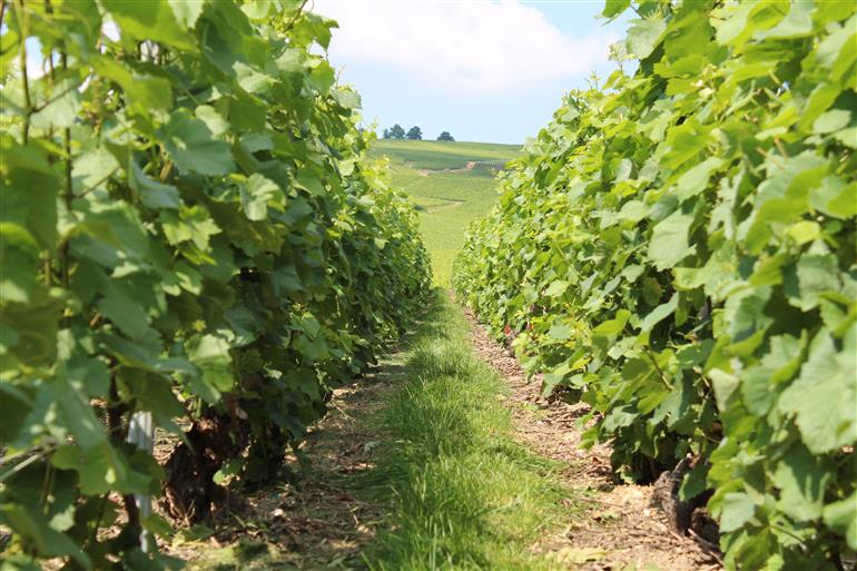 Lieu Dit "Les Charmants" Aÿ