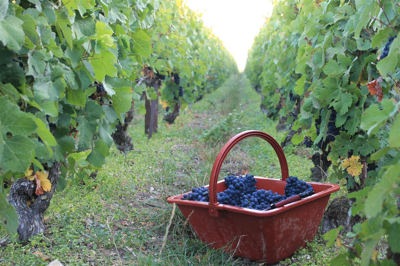 panier vendange