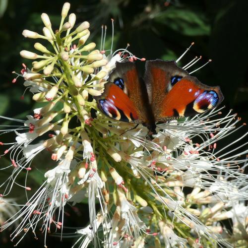 JEP Jardin de l'eau Vive