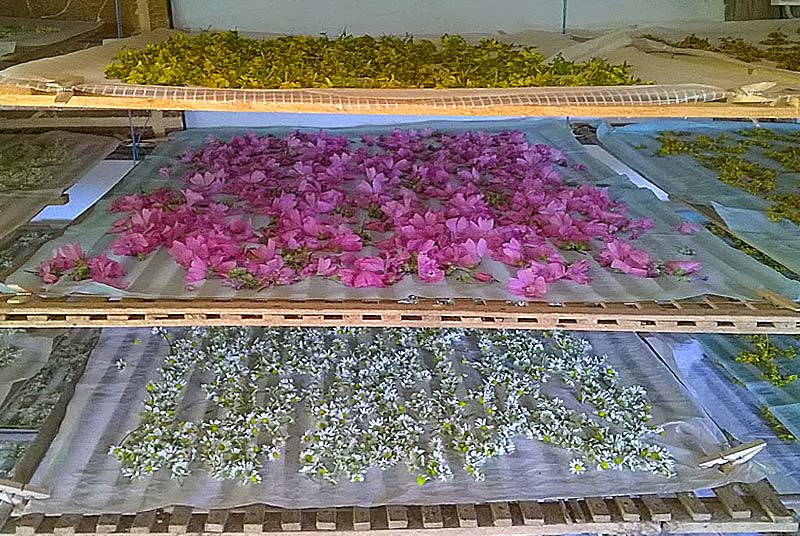 HERBERIE DE LA TILLE