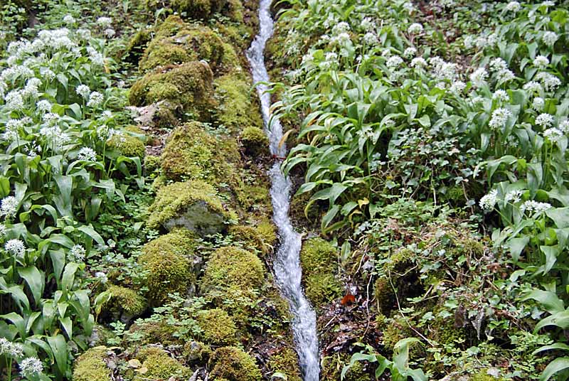 JARDIN DE SILIERE, Cohons - photo 6