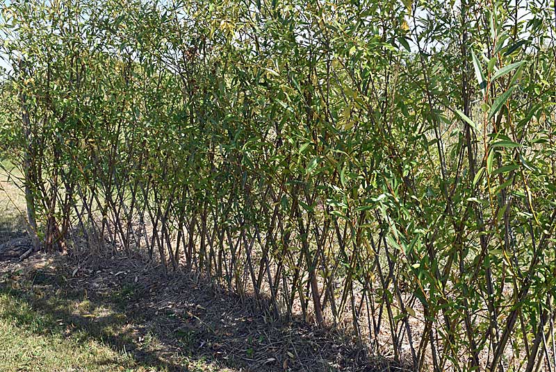 JARDIN NATUR'AILES, Varennes-sur-Amance - photo 2