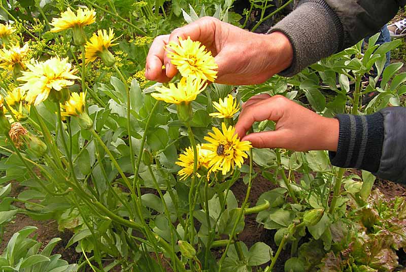 JARDIN NATUR'AILES, Varennes-sur-Amance - photo 3