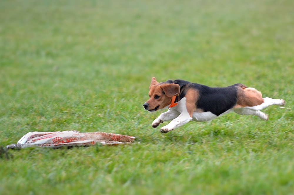 ASSOCIATION LÉVRIERS CHAMPAGNE ARDENNE, Laferté-sur-Amance - photo 3
