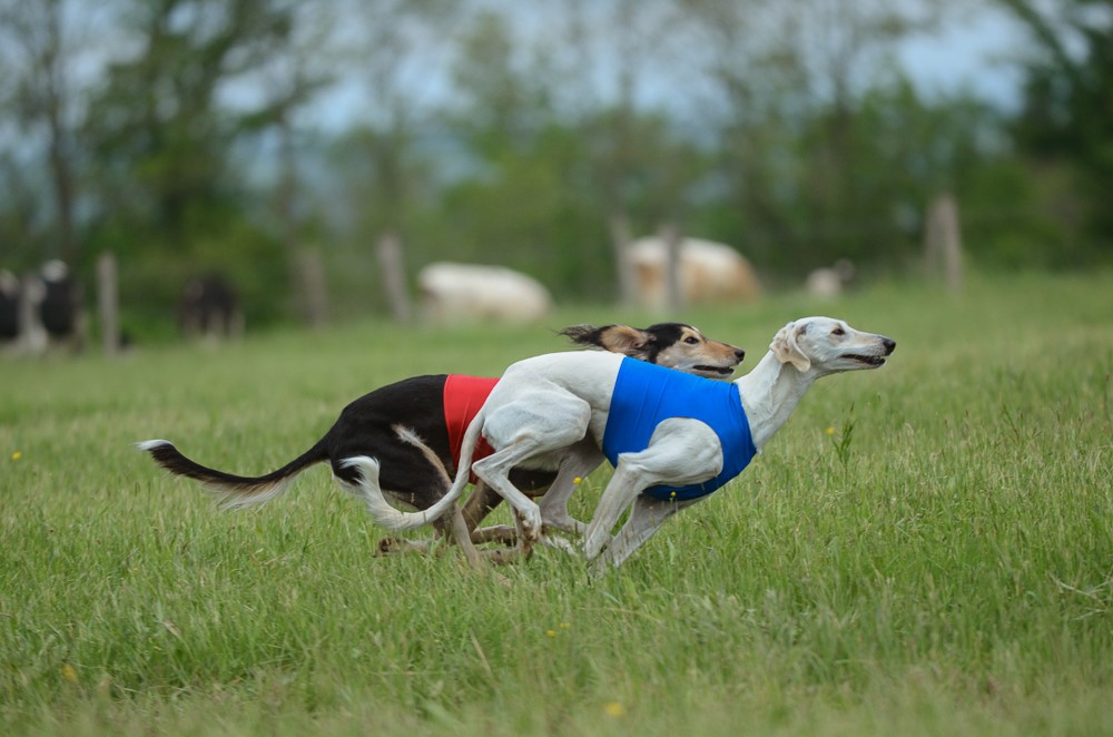 ASSOCIATION LÉVRIERS CHAMPAGNE ARDENNE, Laferté-sur-Amance - photo 5