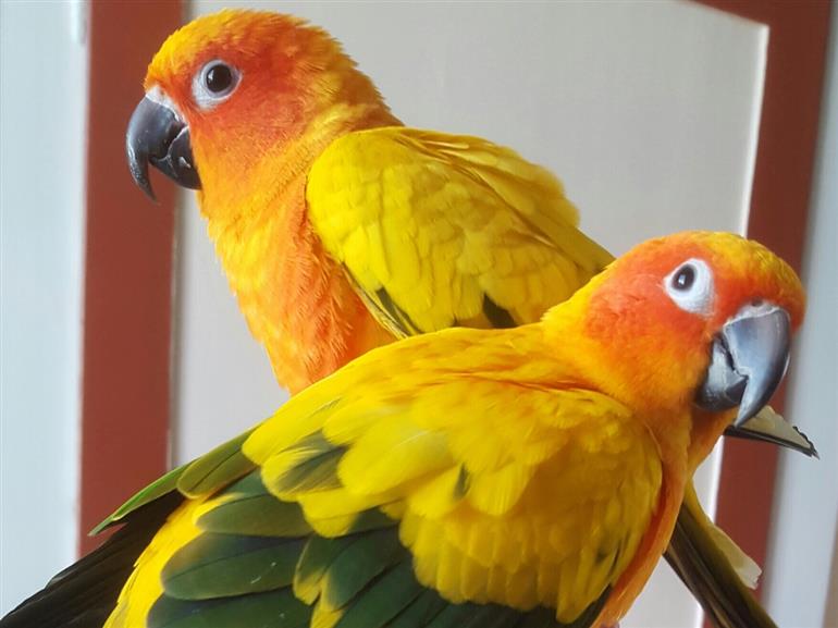 La Ferme aux Oiseaux Exotiques - Athis©Mme Brisson5_Fotor