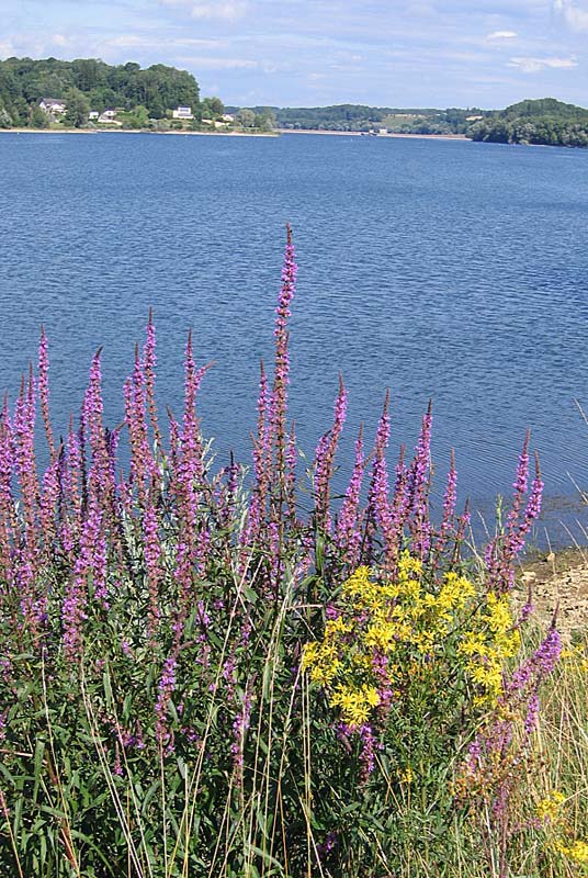 LAC DE CHARMES, Charmes - photo 10
