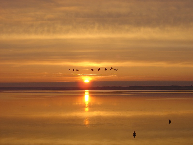 Antoine Cubaixo, Guide Ornithologue - photo 3