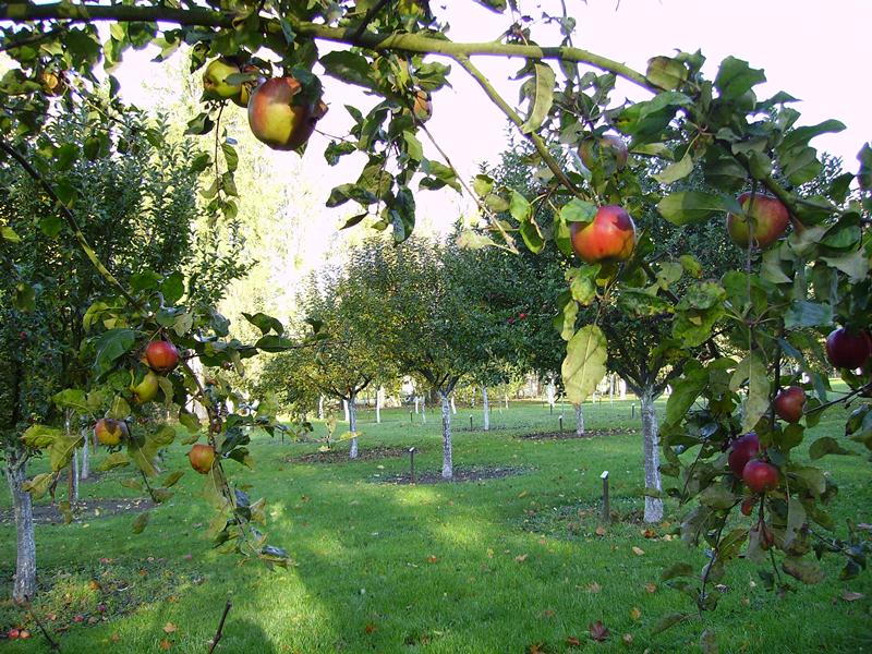 Le Verger Conservatoire - Dormans
